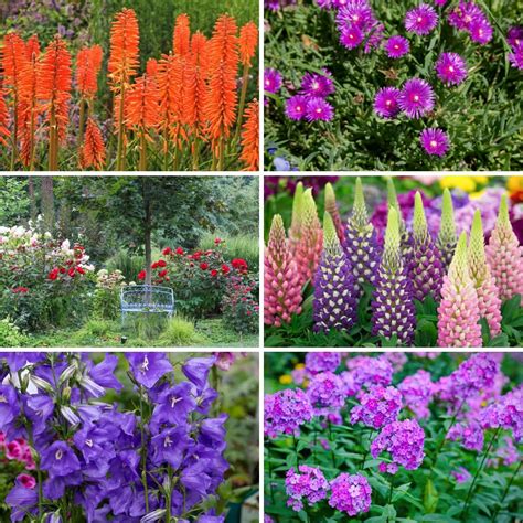  Flowering Perennials for Korean Gardens: A Symphony of Color and Texture in Every Season!